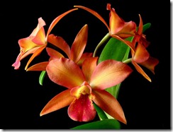 Cattleya orhidejas (5)
