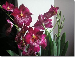 Miltonia orhidejas (2)