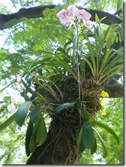 savvalļas orhidejas