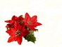 11252228-red-flowers-with-leaves--christmas-decoration-isolated