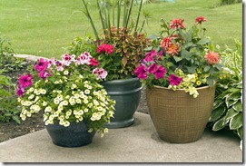 Flower pots with blooming flowers