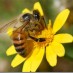 Kas vēlies būt Tu – muša vai bite?
