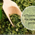 Par zaļo tēju un kā to pareizi pagatavot